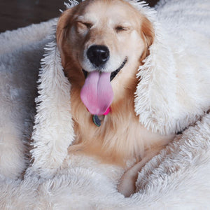 ANXIETY CALMING DOG BLANKET™ - DOGSTROM