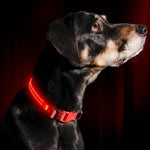 LED DOG COLLAR - USB RECHARGEABLE™ - DOGSTROM
