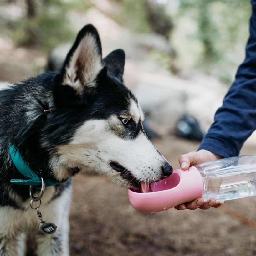 PORTABLE PET WATER BOTTLE™ - DOGSTROM